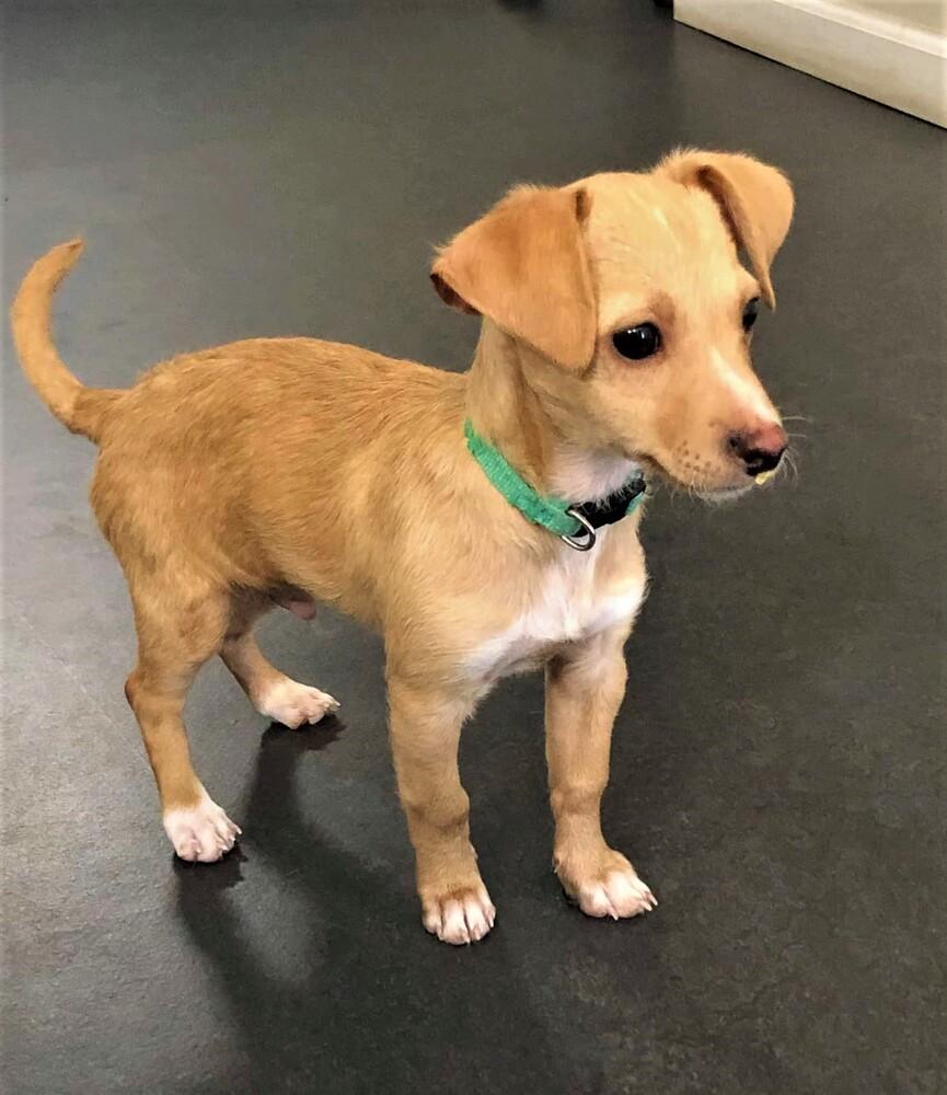 Enlarge Captain, a Adopted mixed breed in Windsor, CA image 2/3