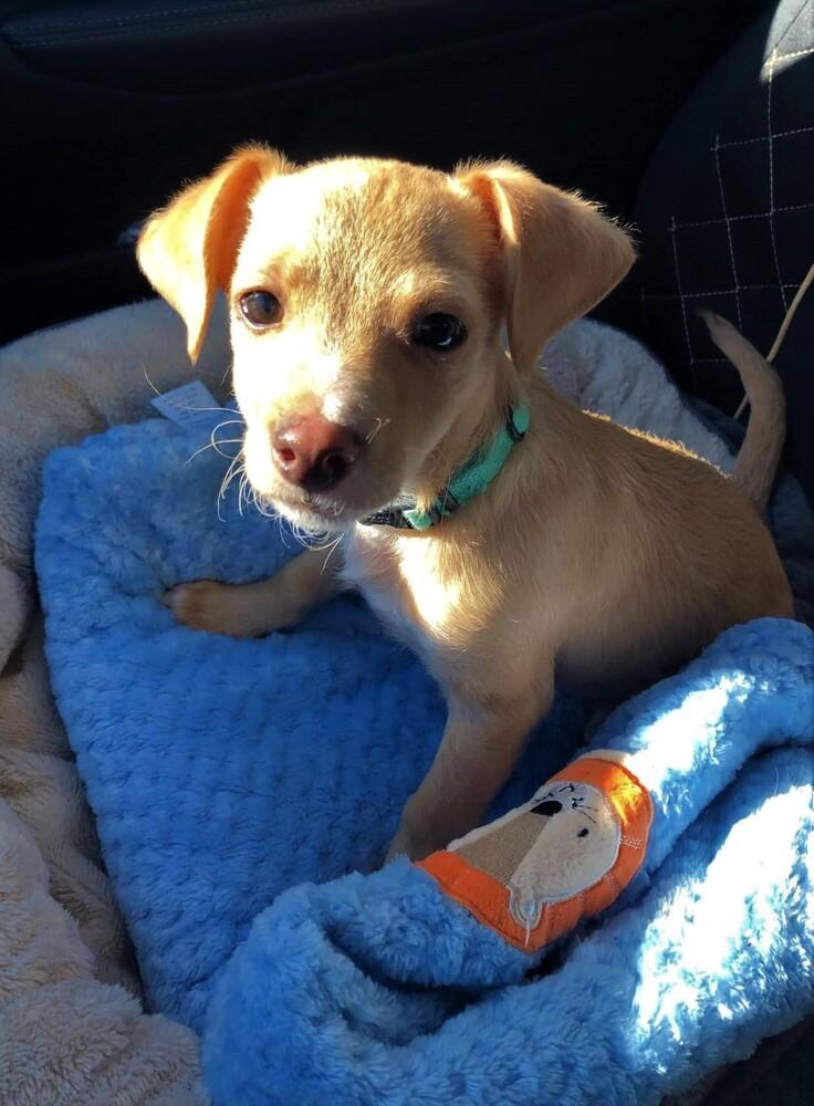 Enlarge Captain, a Adopted mixed breed in Windsor, CA image 3/3