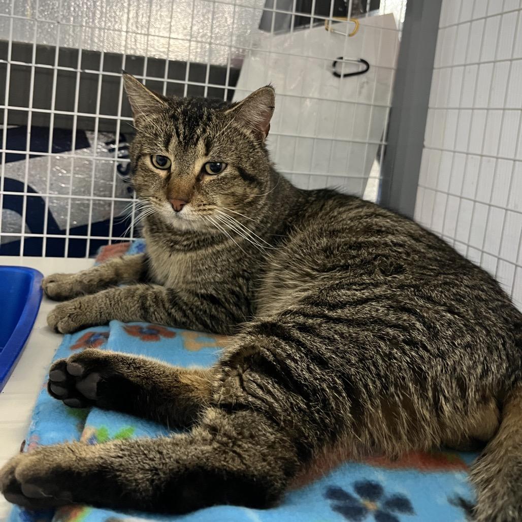 Enlarge New Man( @ PetSmart Alabaster), a Adoptable Domestic Short Hair in Columbiana, AL image 1/1