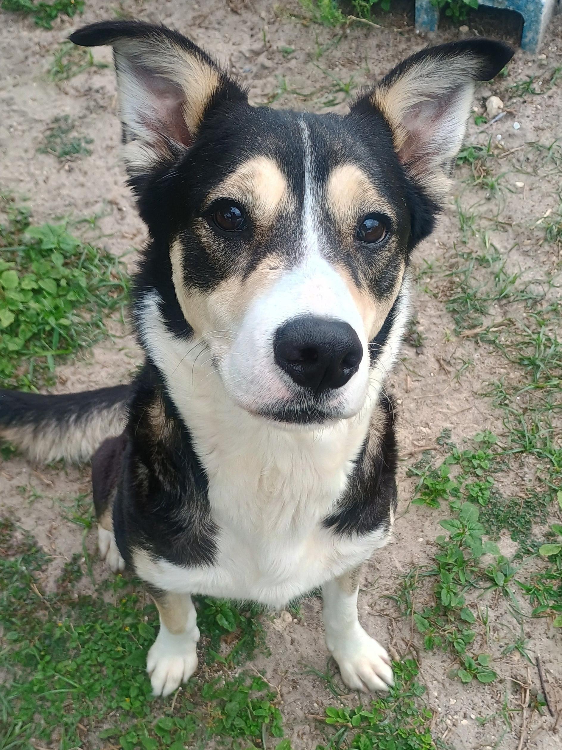 Enlarge Blue, a ADOPTABLE mixed breed in New Port Richey, FL image 4/4