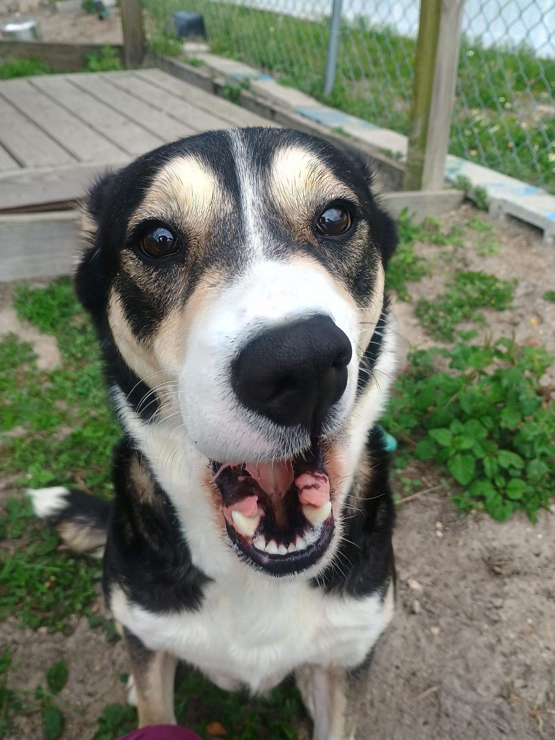 Enlarge Blue, a ADOPTABLE mixed breed in New Port Richey, FL image 2/4