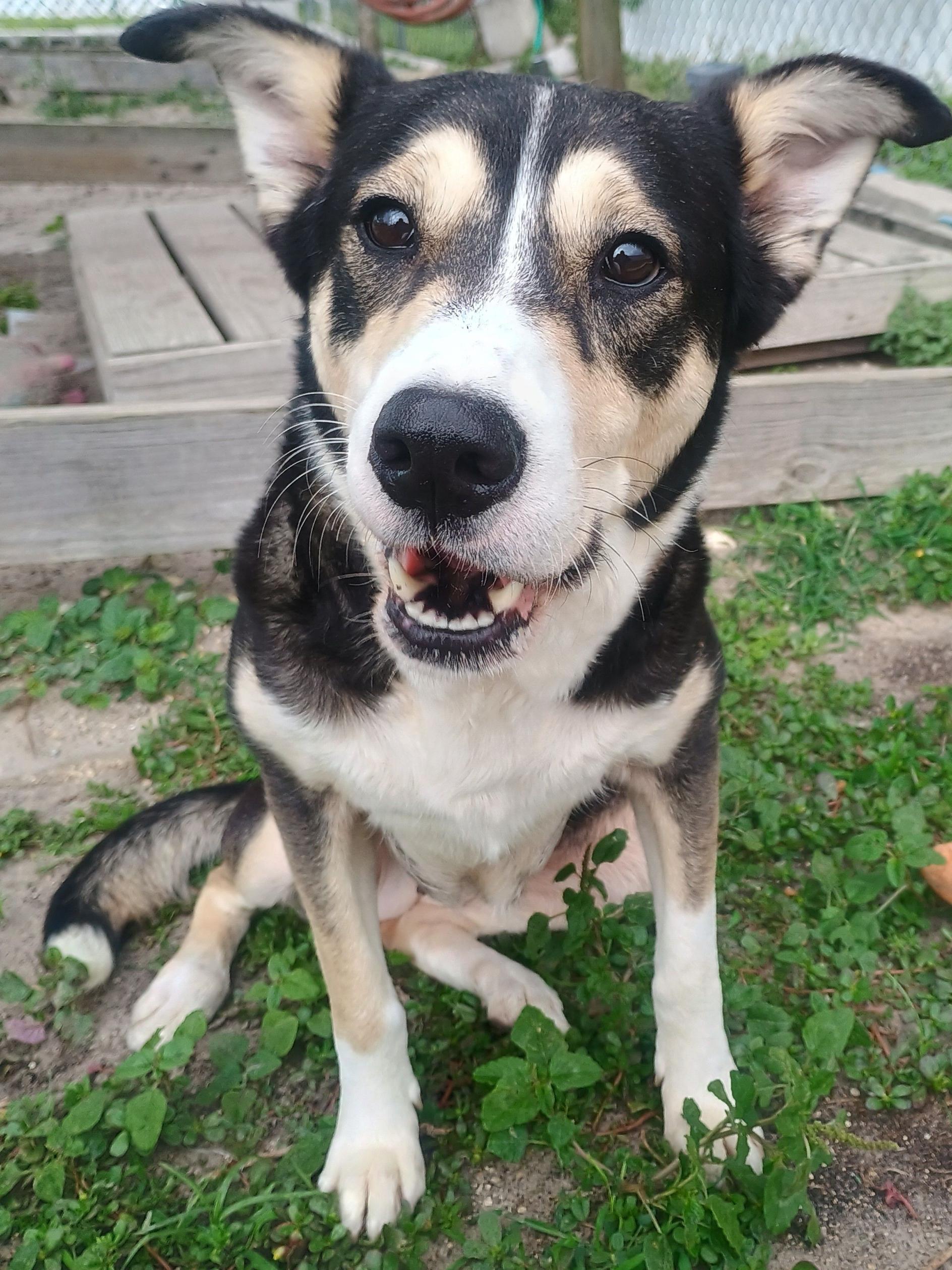 Enlarge Blue, a ADOPTABLE mixed breed in New Port Richey, FL image 3/4