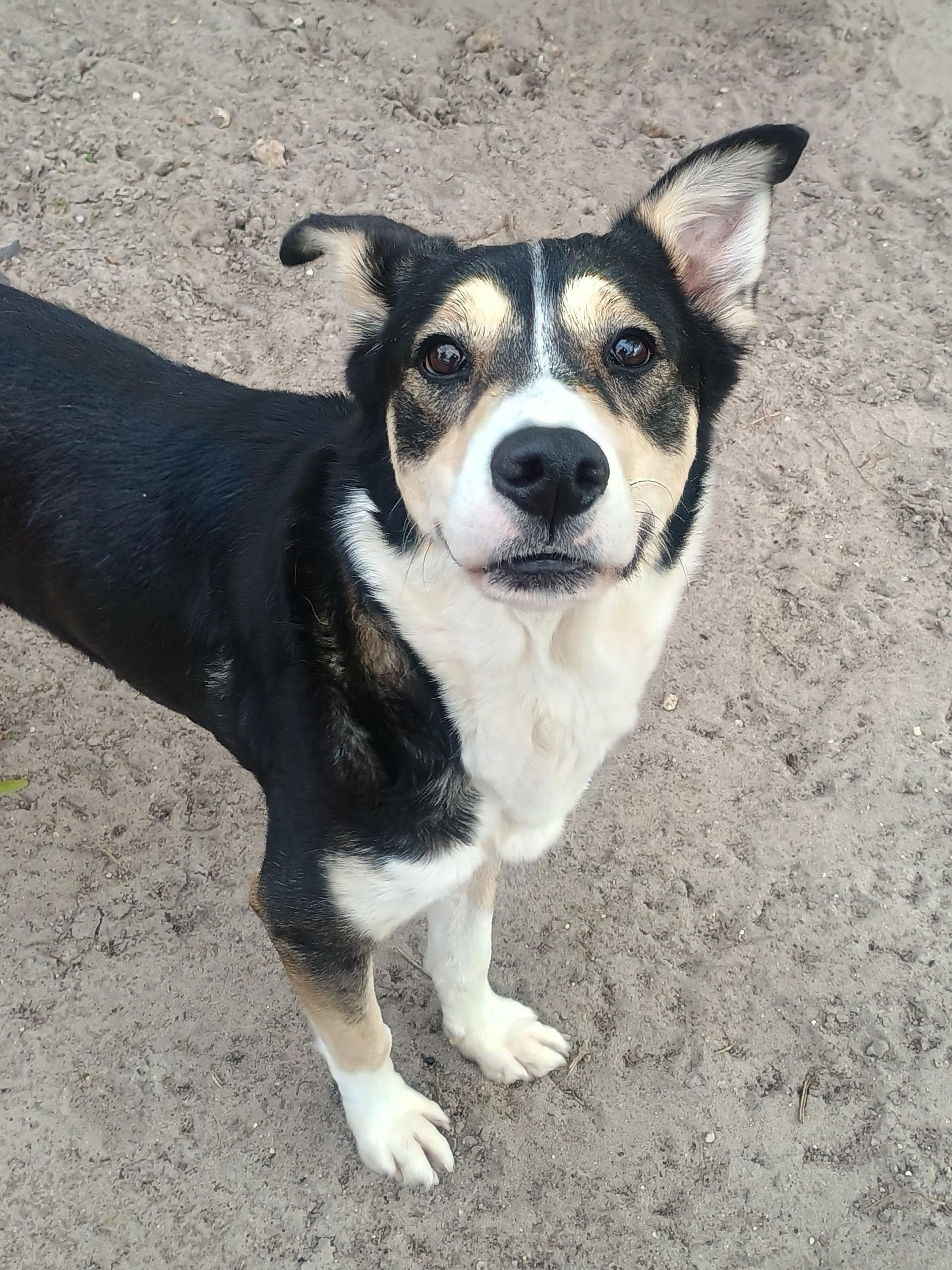 Enlarge Blue, a ADOPTABLE mixed breed in New Port Richey, FL image 1/4