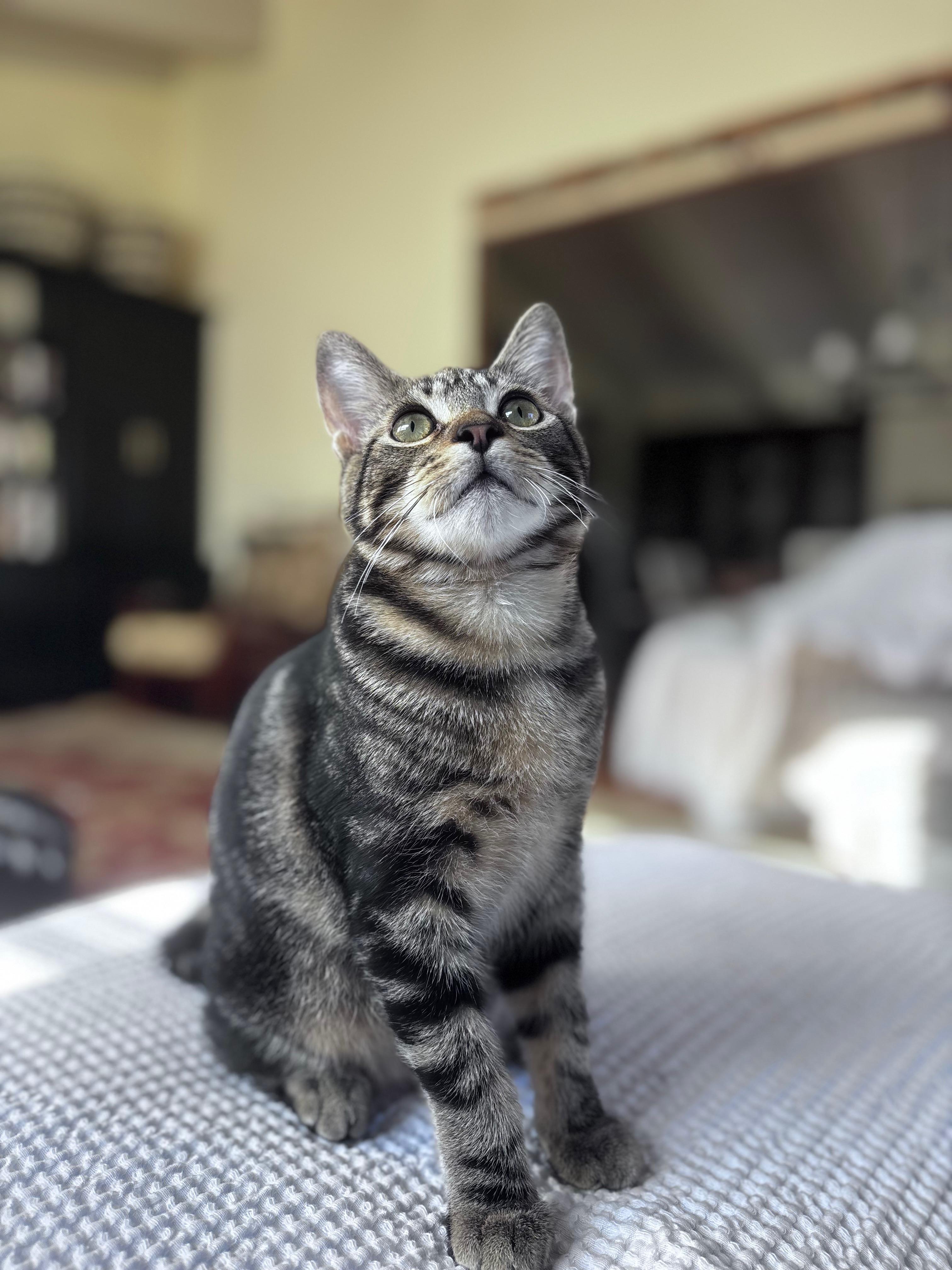 Enlarge Clifford and Clyde (bonded pair), a Adoptable Domestic Short Hair in Campbell, CA image 4/6