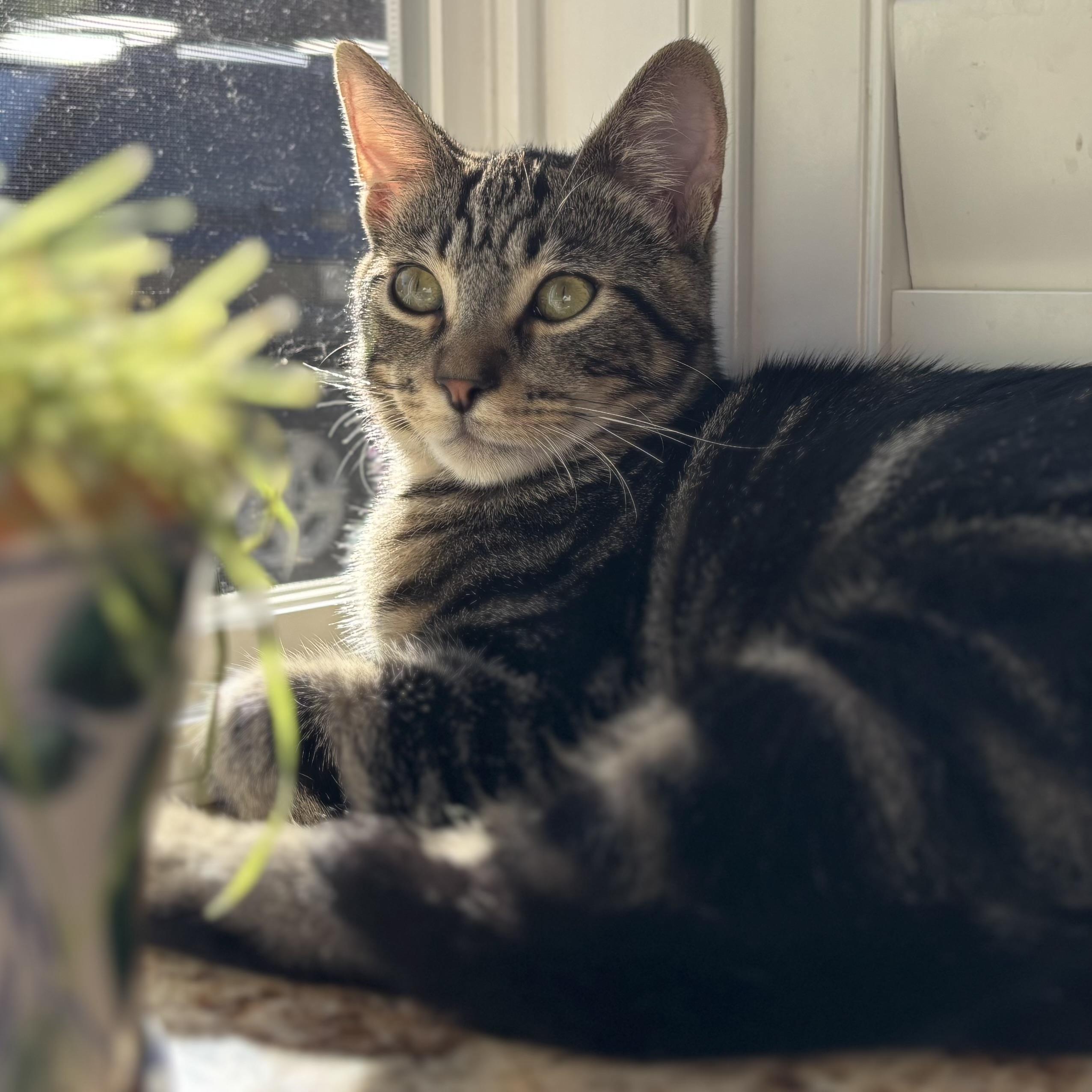 Enlarge Clifford and Clyde (bonded pair), a Adoptable Domestic Short Hair in Campbell, CA image 1/6