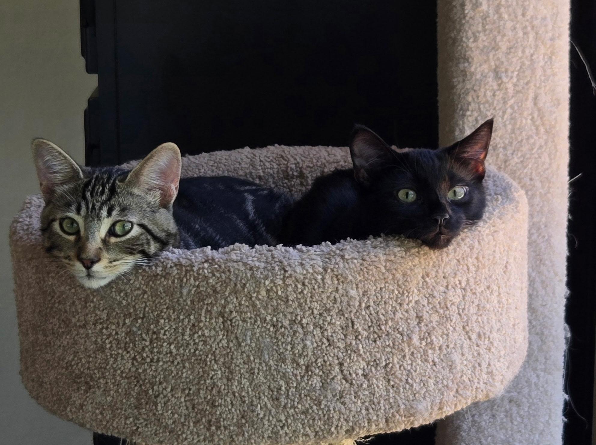Enlarge Clifford and Clyde (bonded pair), a Adoptable Domestic Short Hair in Campbell, CA image 2/6