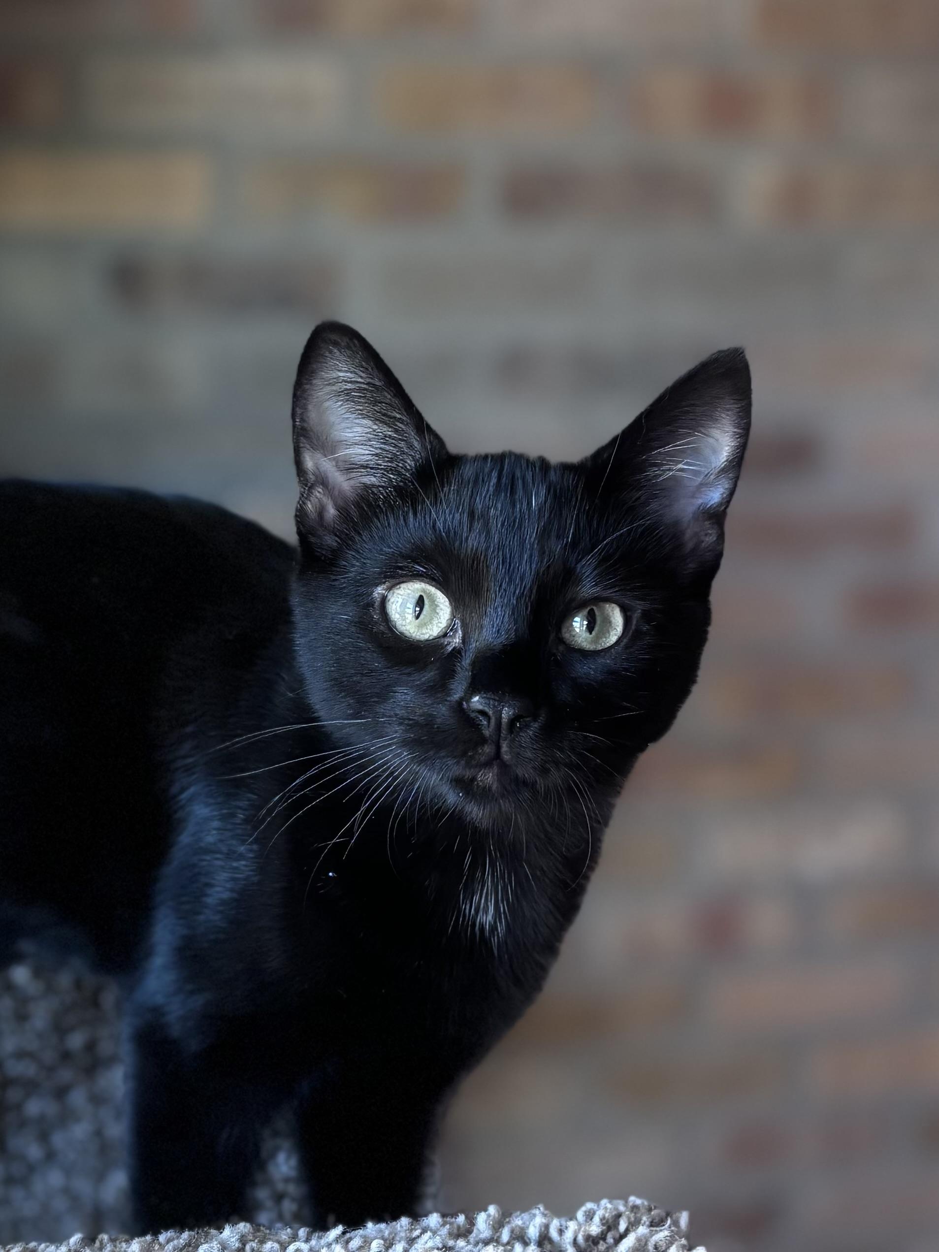 Enlarge Clifford and Clyde (bonded pair), a Adoptable Domestic Short Hair in Campbell, CA image 5/6