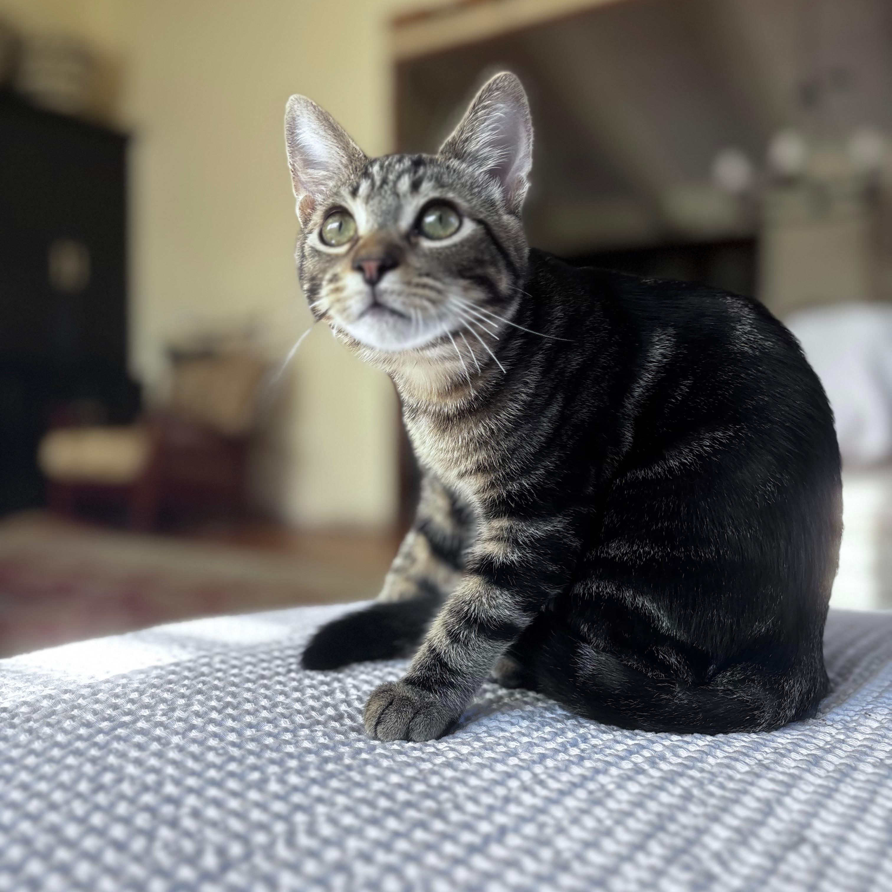 Enlarge Clifford and Clyde (bonded pair), a Adoptable Domestic Short Hair in Campbell, CA image 6/6