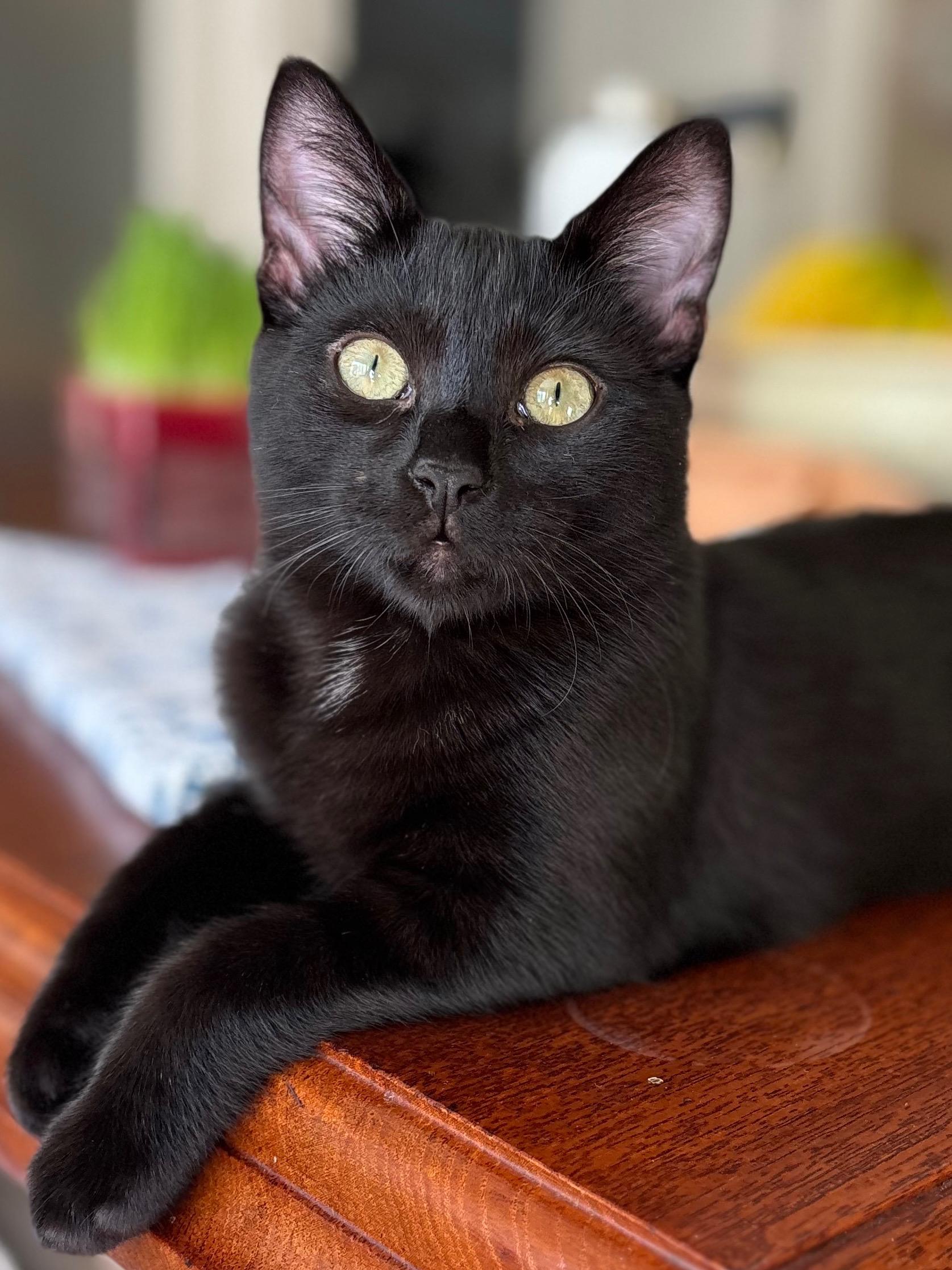 Enlarge Clifford and Clyde (bonded pair), a Adoptable Domestic Short Hair in Campbell, CA image 3/6