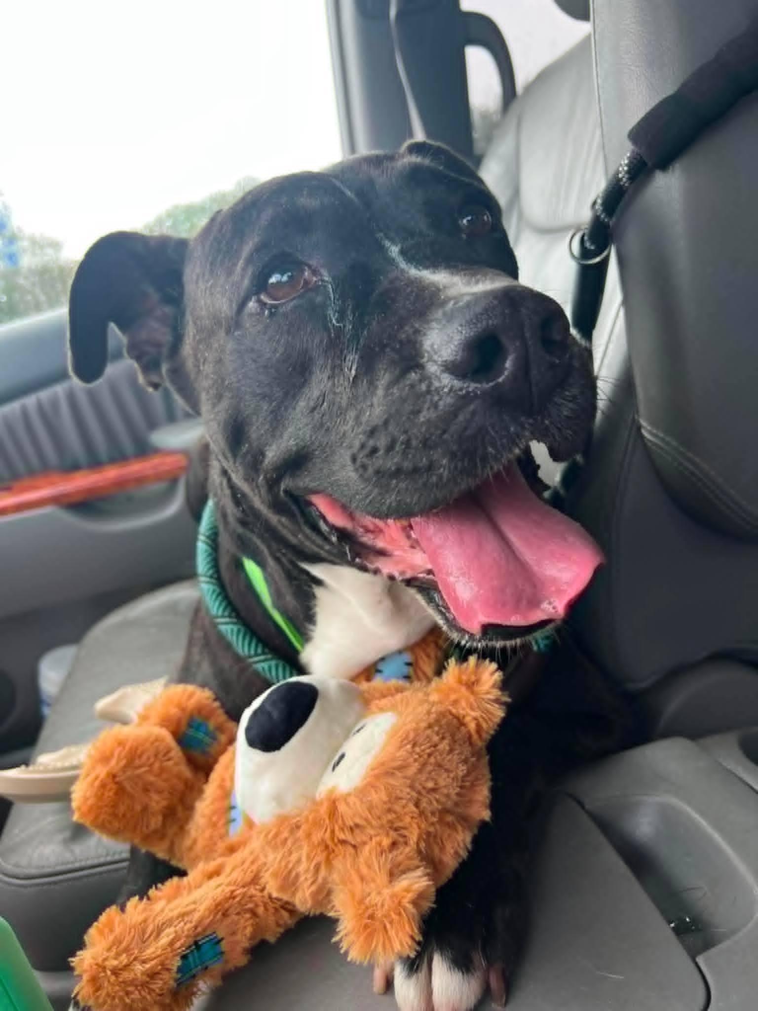 Enlarge Buck, a Adoptable mixed breed in Holtsville, NY image 1/6