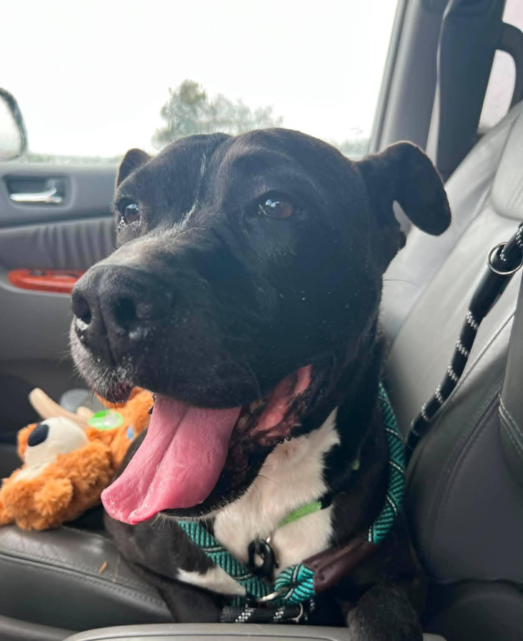 Enlarge Buck, a Adoptable mixed breed in Holtsville, NY image 5/6