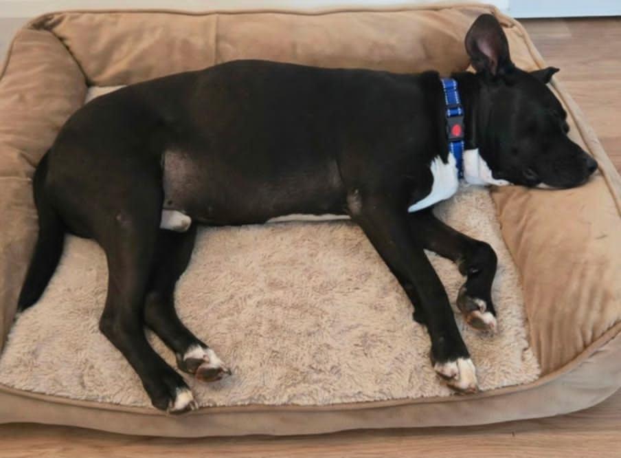 Enlarge Buck, a Adoptable mixed breed in Holtsville, NY image 4/6