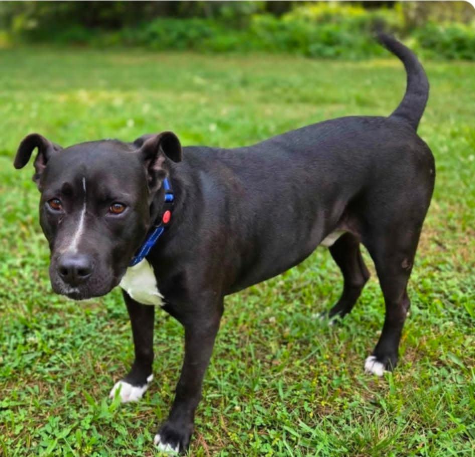 Enlarge Buck, a Adoptable mixed breed in Holtsville, NY image 2/6