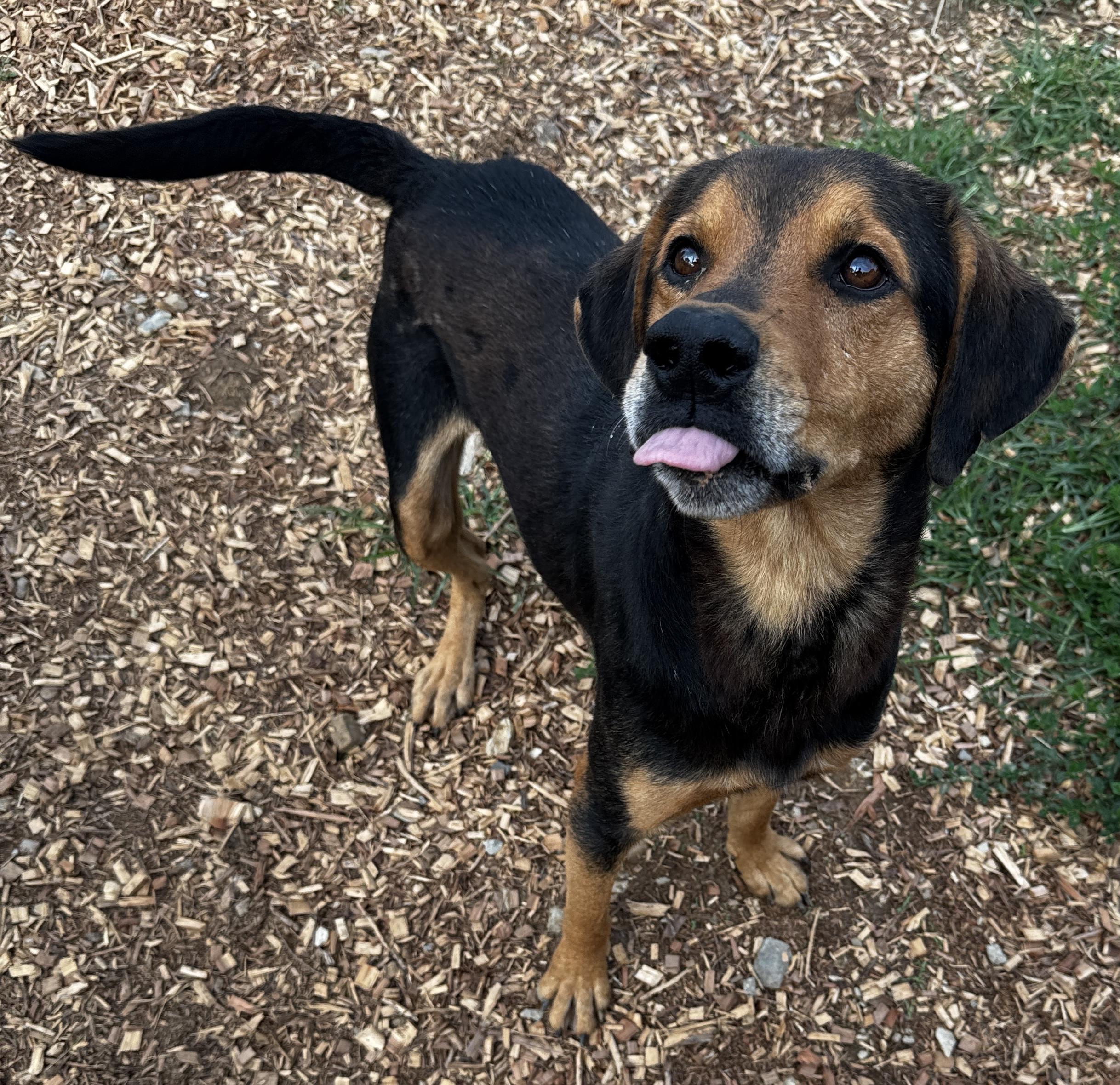 Axle, Adoptable, Young Male Rottweiler.