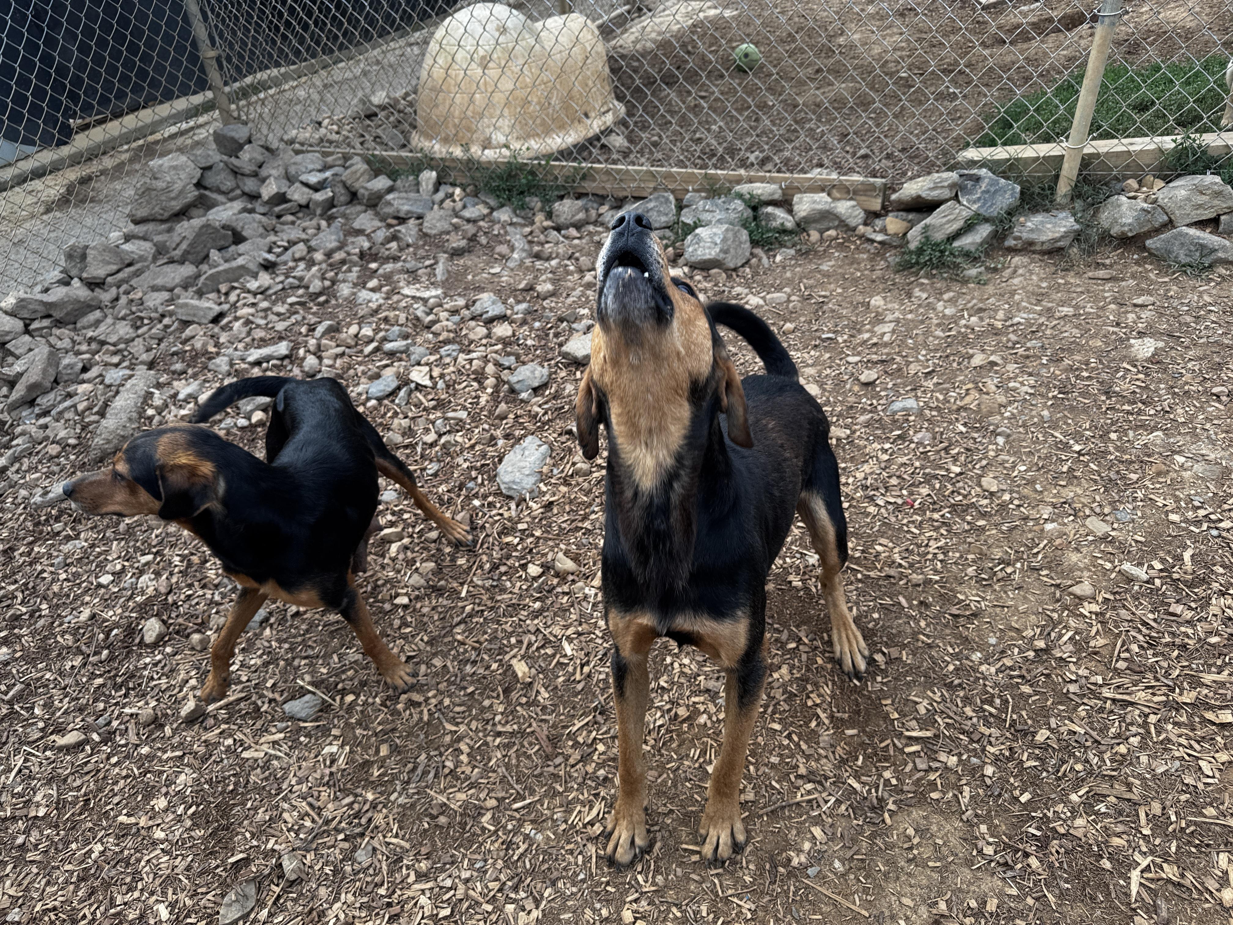 Axle, a Adoptable mixed breed in Rogersville, TN image 2/6