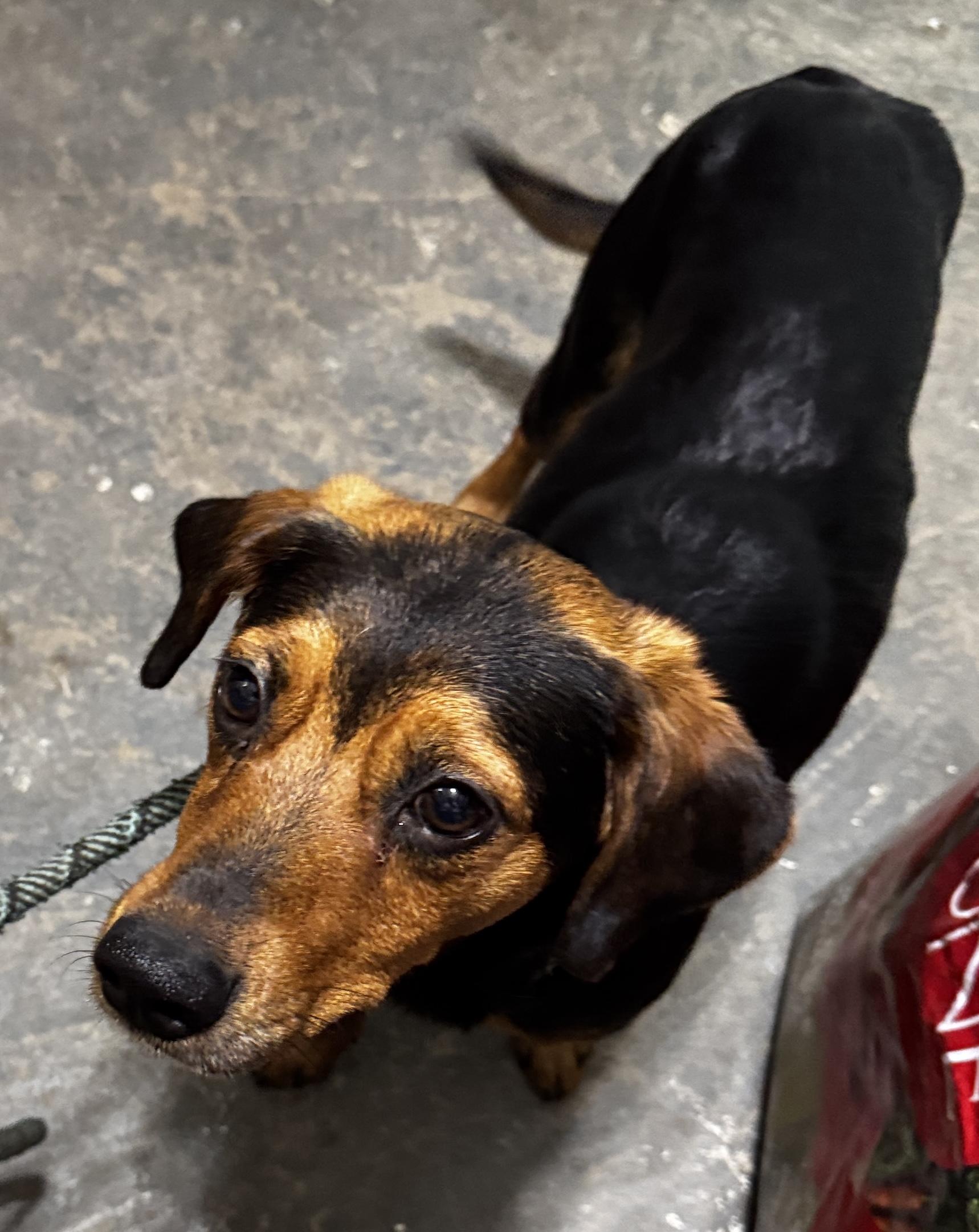 Axle, a Adoptable mixed breed in Rogersville, TN image 5/6