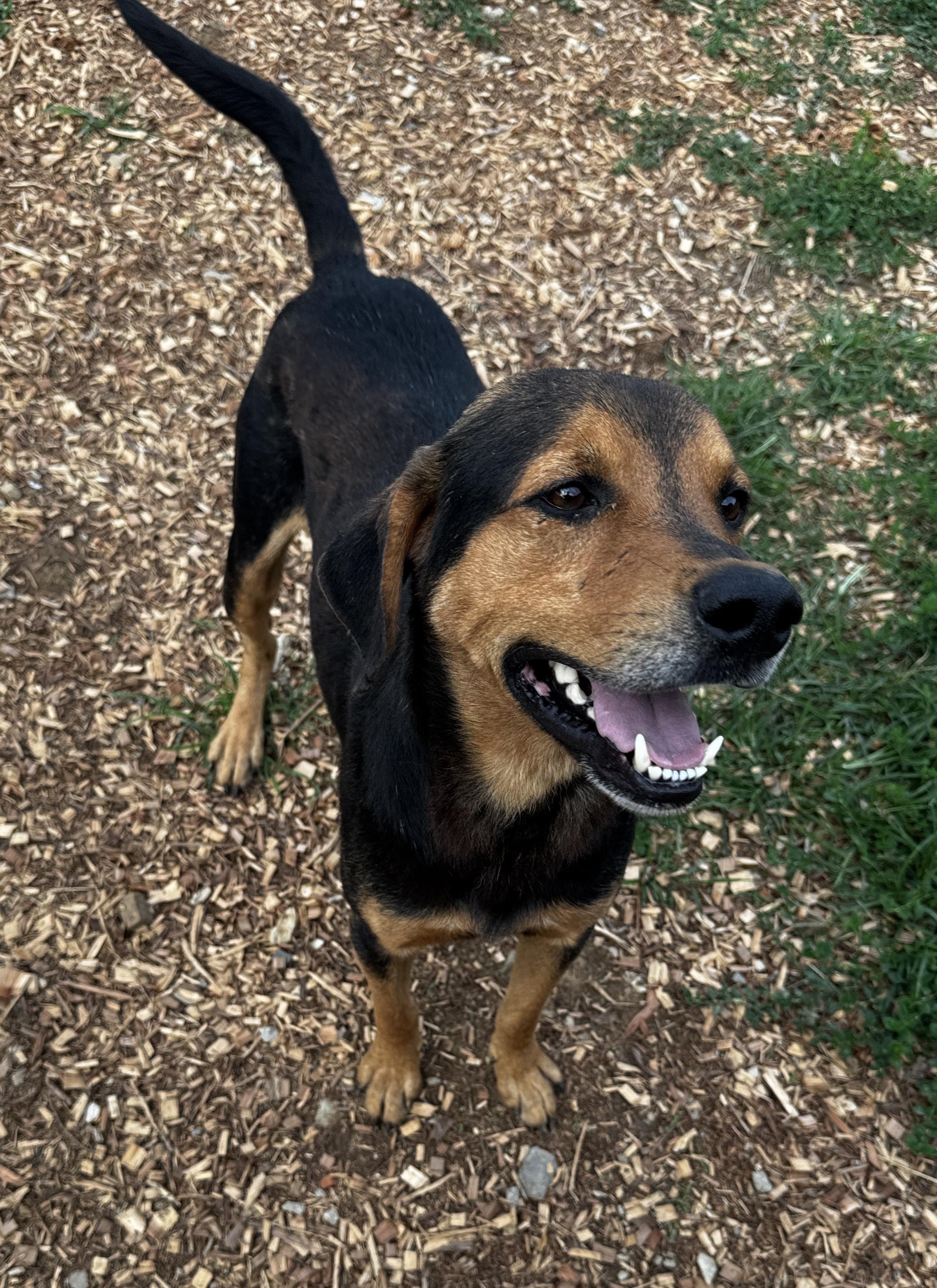 Axle, a Adoptable mixed breed in Rogersville, TN image 6/6