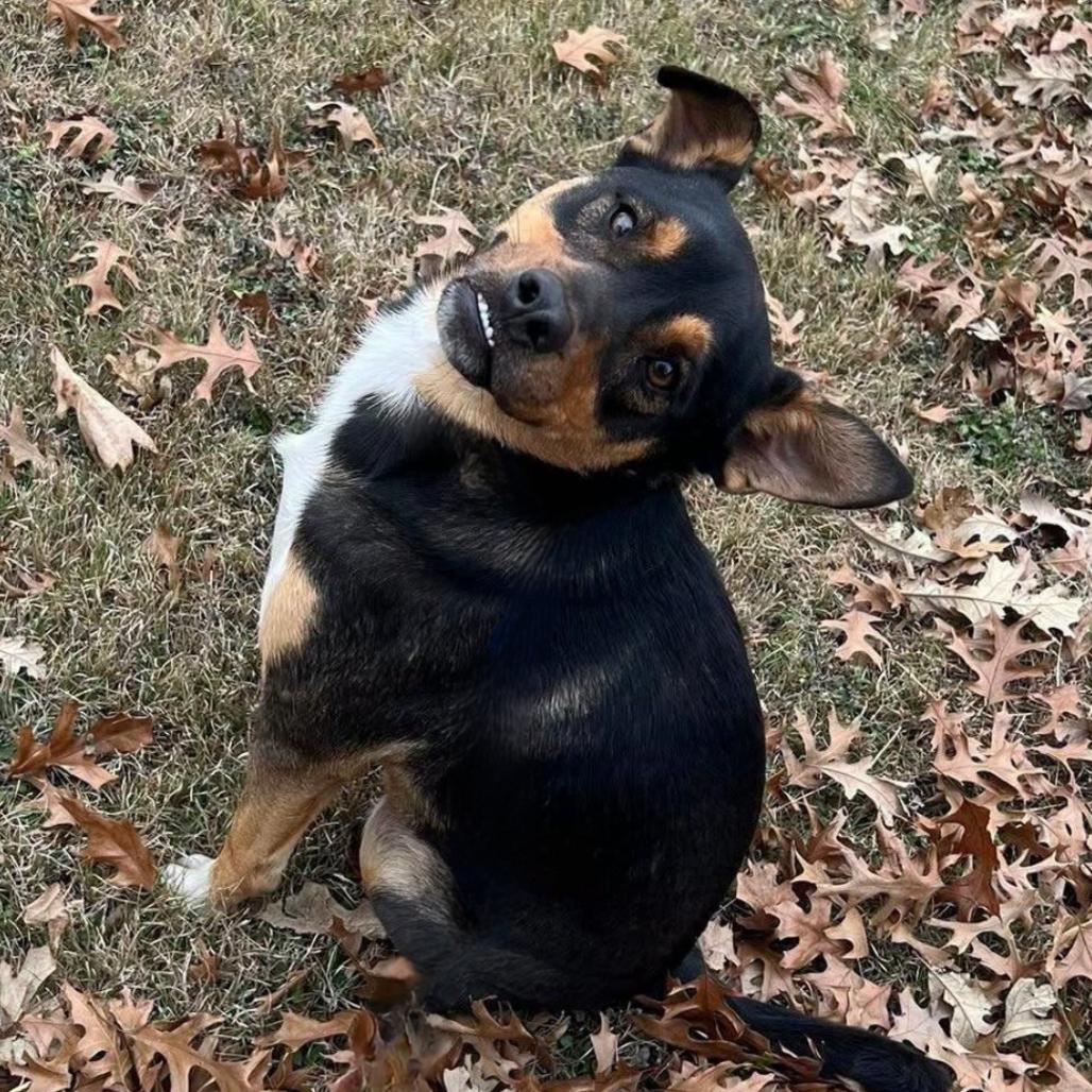 Smiley, Adoptable, Adult Male Mixed Breed & Cattle Dog.