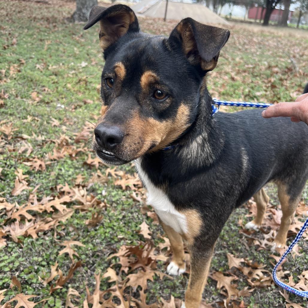 Enlarge Smiley, a Adoptable mixed breed in Waco, TX image 2/2