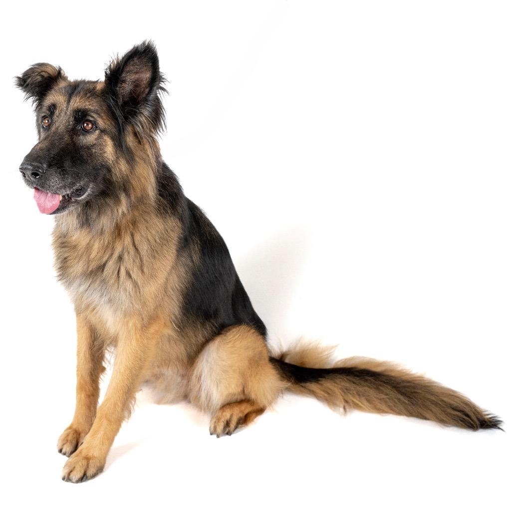 Kasha, Adoptable, Senior Female German Shepherd Dog & Mixed Breed.