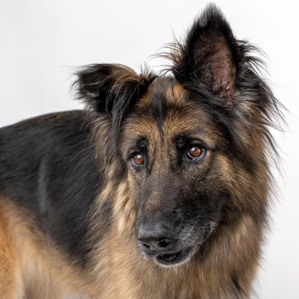 Enlarge Kasha, a Adoptable mixed breed in Palm Springs, CA image 2/6