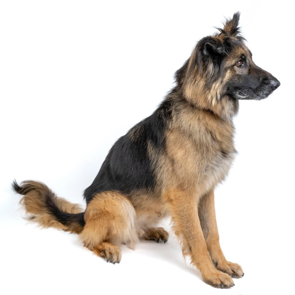 Enlarge Kasha, a Adoptable mixed breed in Palm Springs, CA image 3/6