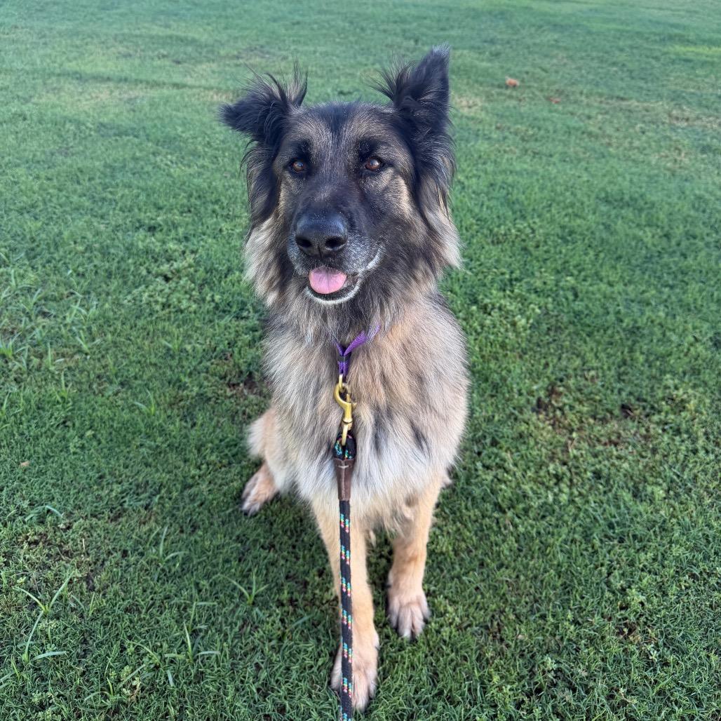 Enlarge Kasha, a Adoptable mixed breed in Palm Springs, CA image 4/6