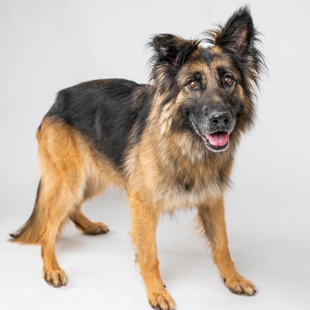 Enlarge Kasha, a Adoptable mixed breed in Palm Springs, CA image 5/6