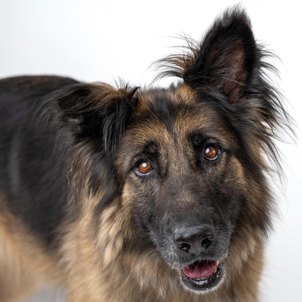 Enlarge Kasha, a Adoptable mixed breed in Palm Springs, CA image 6/6