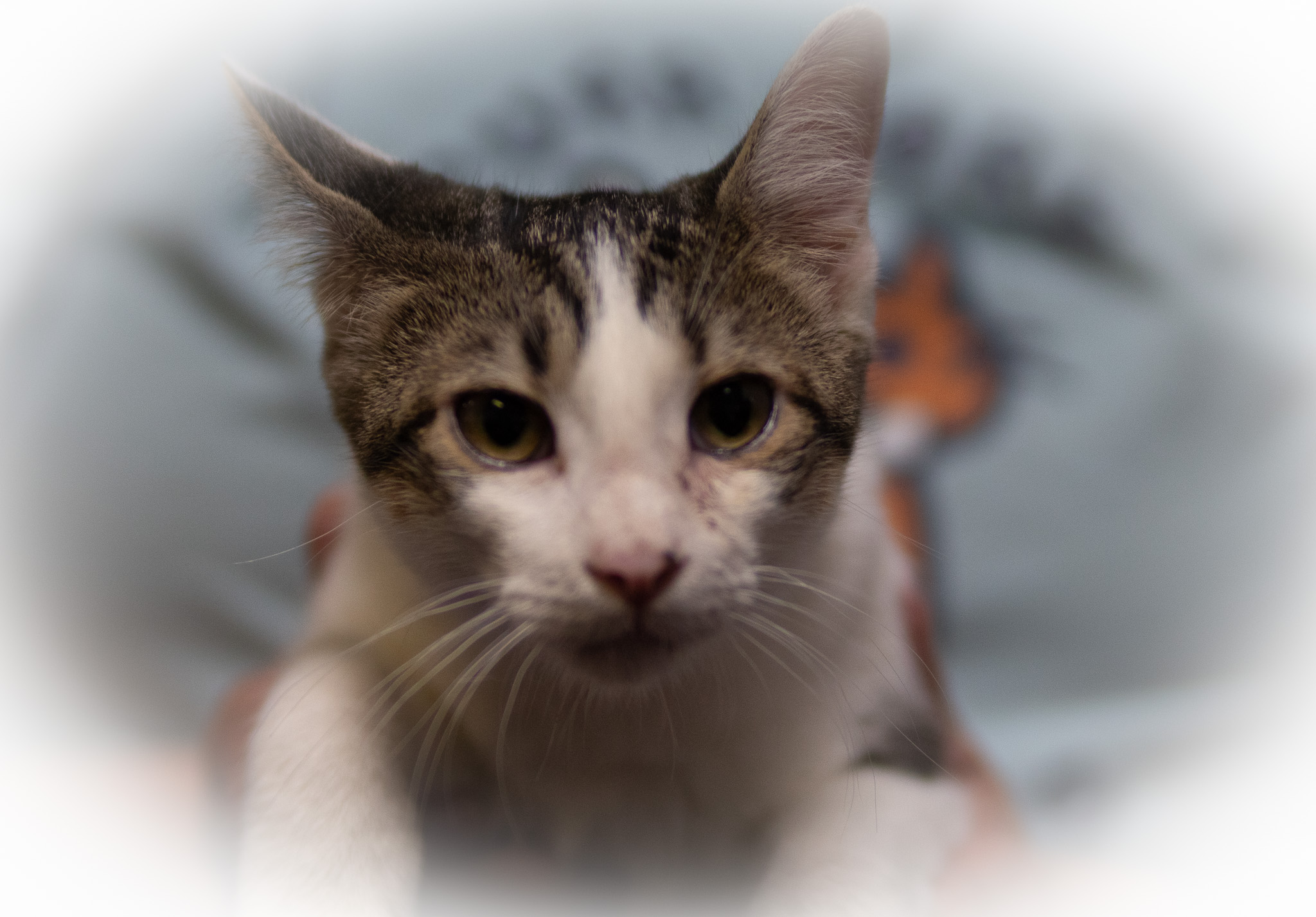 DD "Daredevil", Adoptable, Young Female Domestic Short Hair.