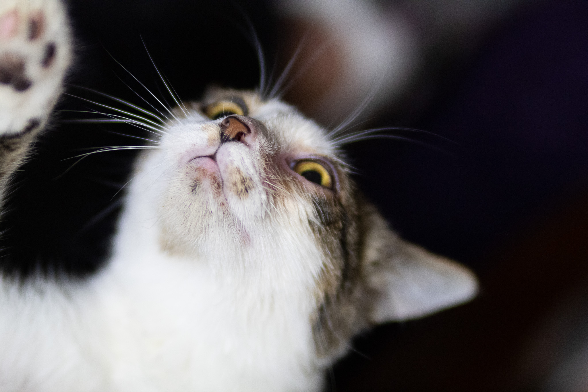 DD "Daredevil", a Adoptable Domestic Short Hair in Fort Worth, TX image 3/6