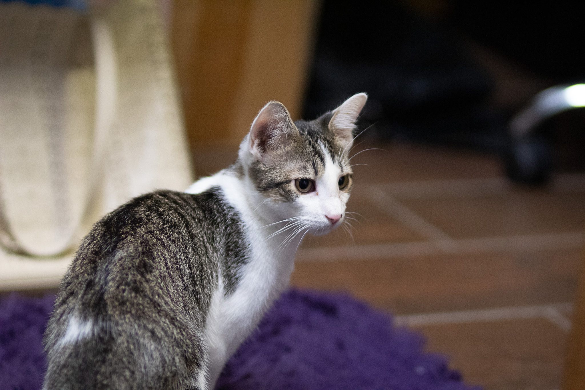 DD "Daredevil", a Adoptable Domestic Short Hair in Fort Worth, TX image 2/6