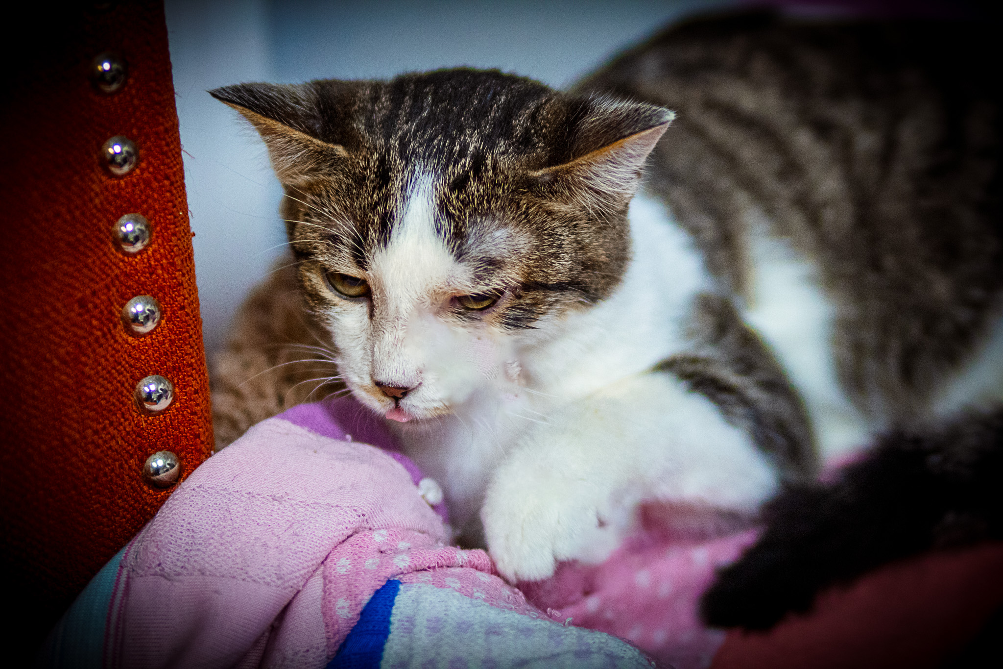 DD "Daredevil", a Adoptable Domestic Short Hair in Fort Worth, TX image 6/6