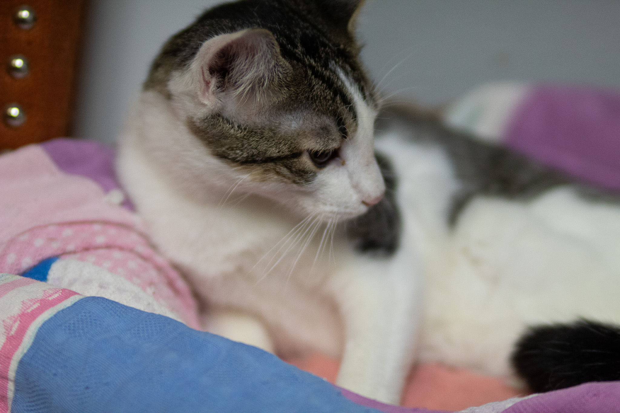 DD "Daredevil", a Adoptable Domestic Short Hair in Fort Worth, TX image 5/6