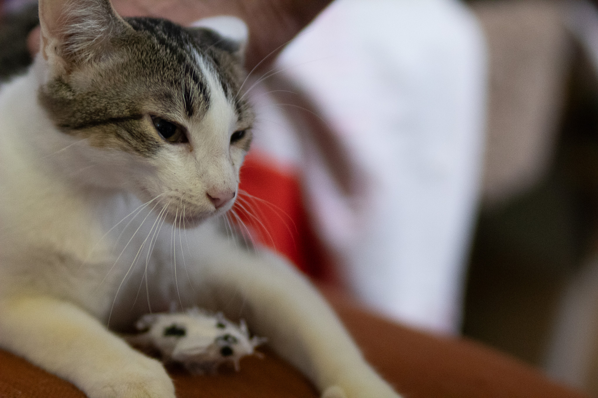 DD "Daredevil", a Adoptable Domestic Short Hair in Fort Worth, TX image 4/6