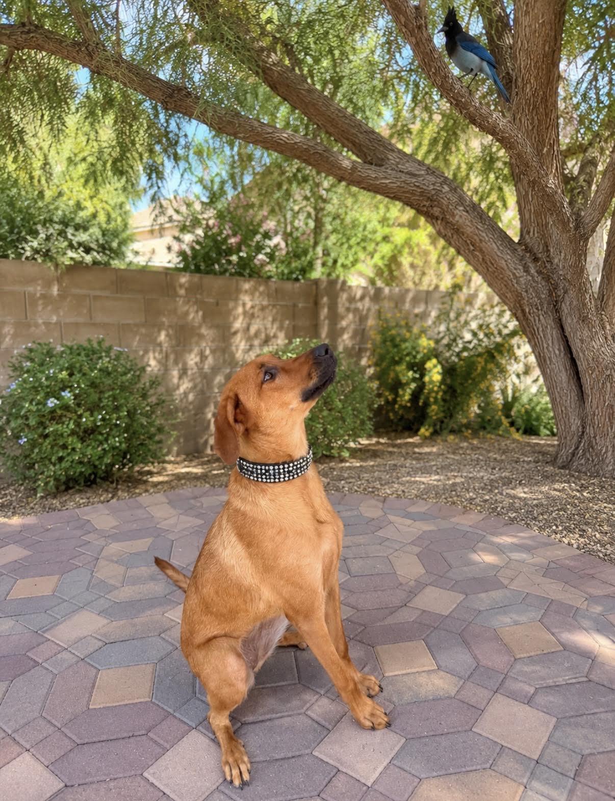 Ginger, a ADOPTABLE mixed breed in Las Vegas, NV image 2/2