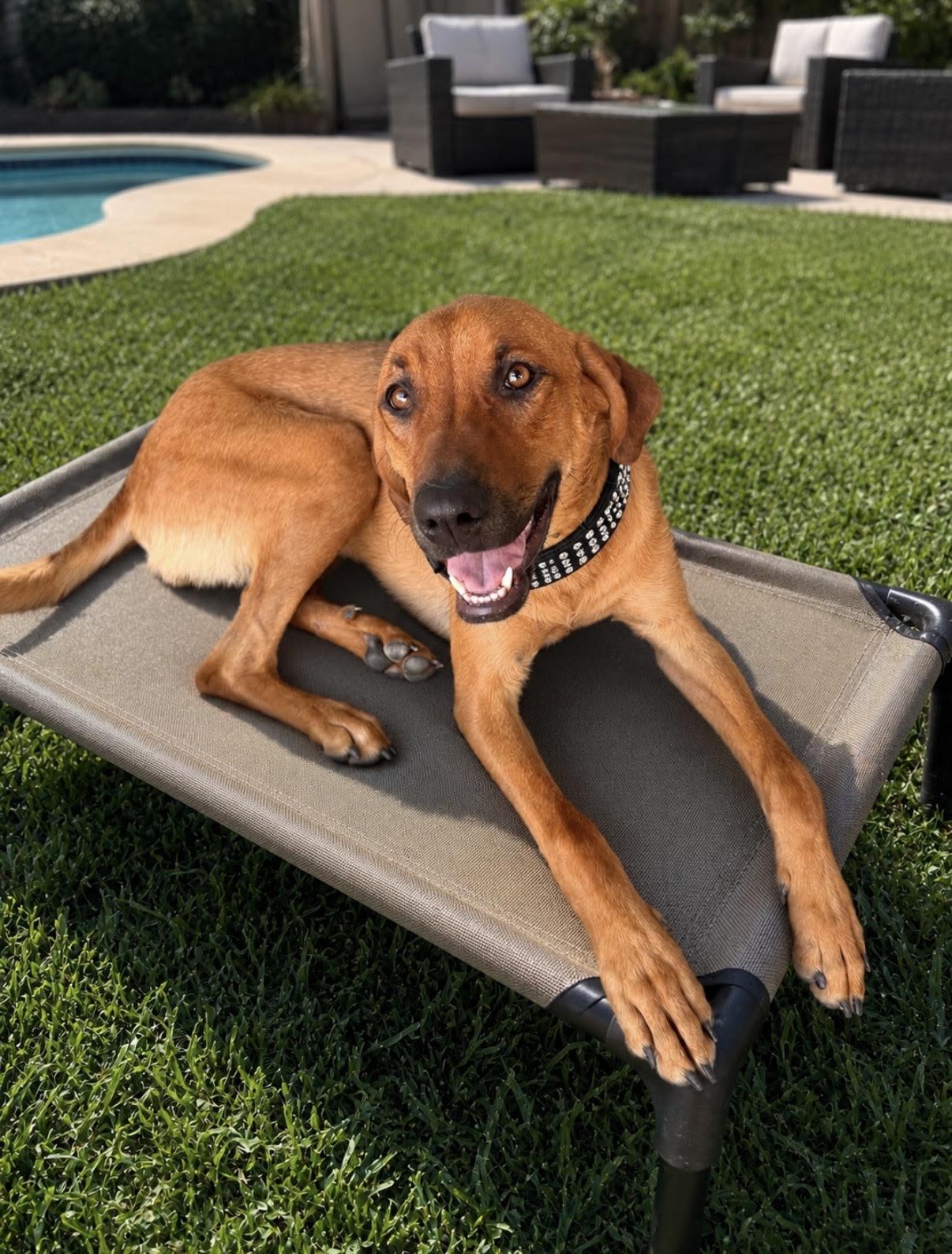 Ginger, ADOPTABLE, Young Female Hound.