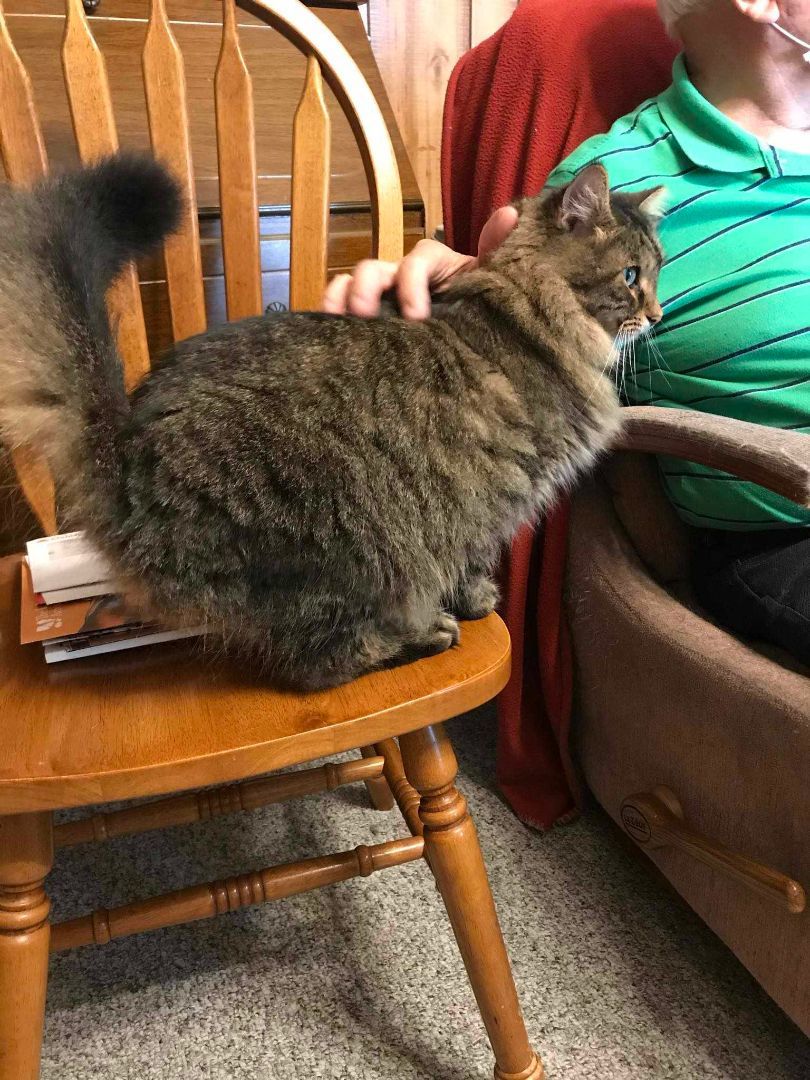 TEDDY, a Adoptable Domestic Long Hair in Heath, OH image 1/3