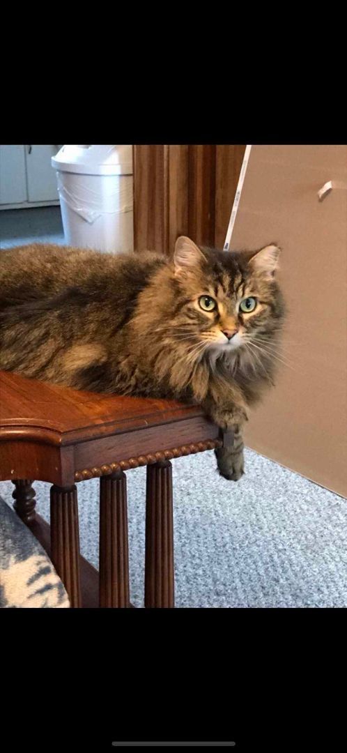 TEDDY, a Adoptable Domestic Long Hair in Heath, OH image 3/3