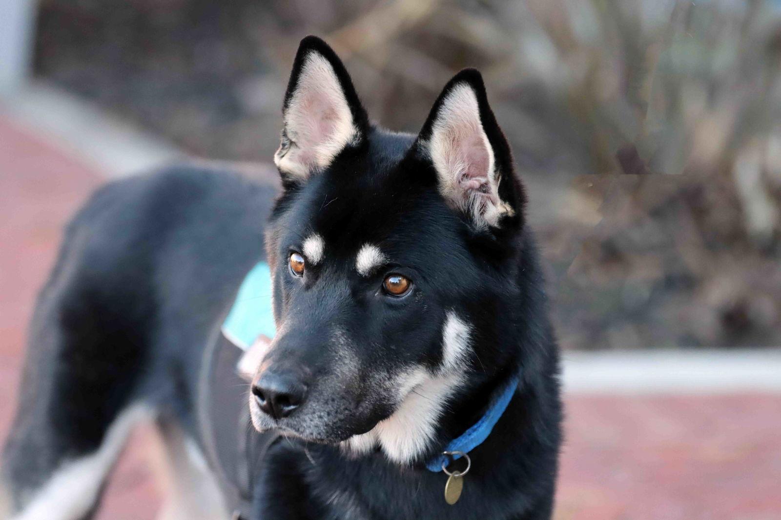 Melo, Adoptable, Adult Male Siberian Husky & German Shepherd Dog.