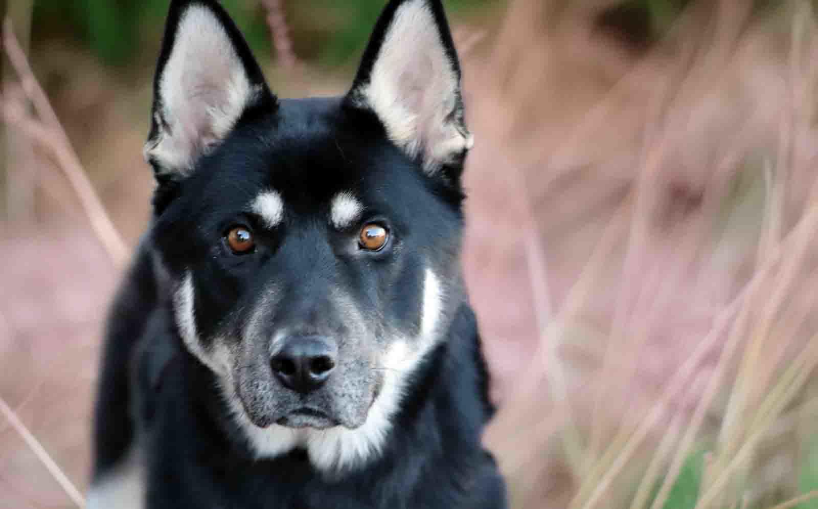 Melo, a Adoptable mixed breed in Walnut Creek, CA image 1/3
