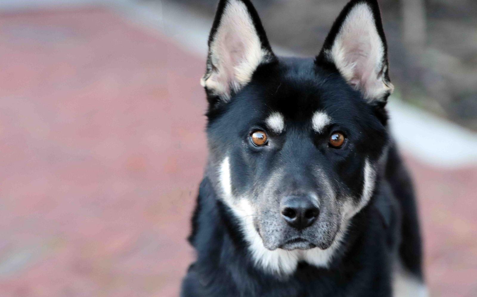 Enlarge Melo, a Adoptable mixed breed in Walnut Creek, CA image 2/3