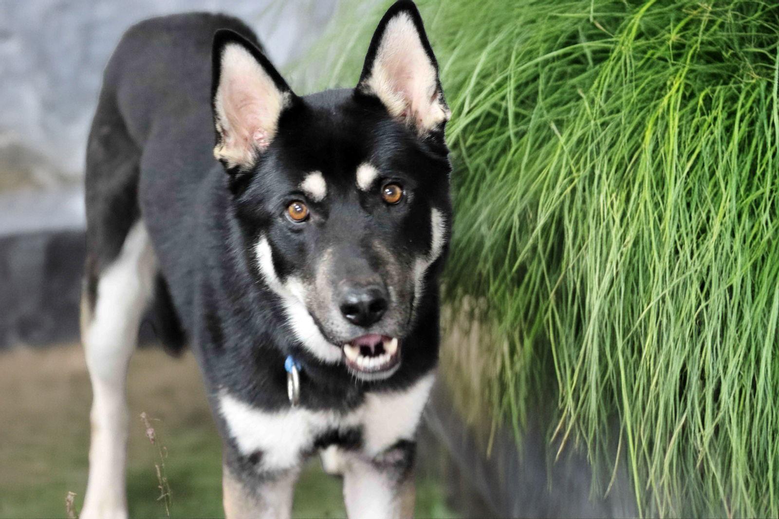 Melo, a Adoptable mixed breed in Walnut Creek, CA image 2/3