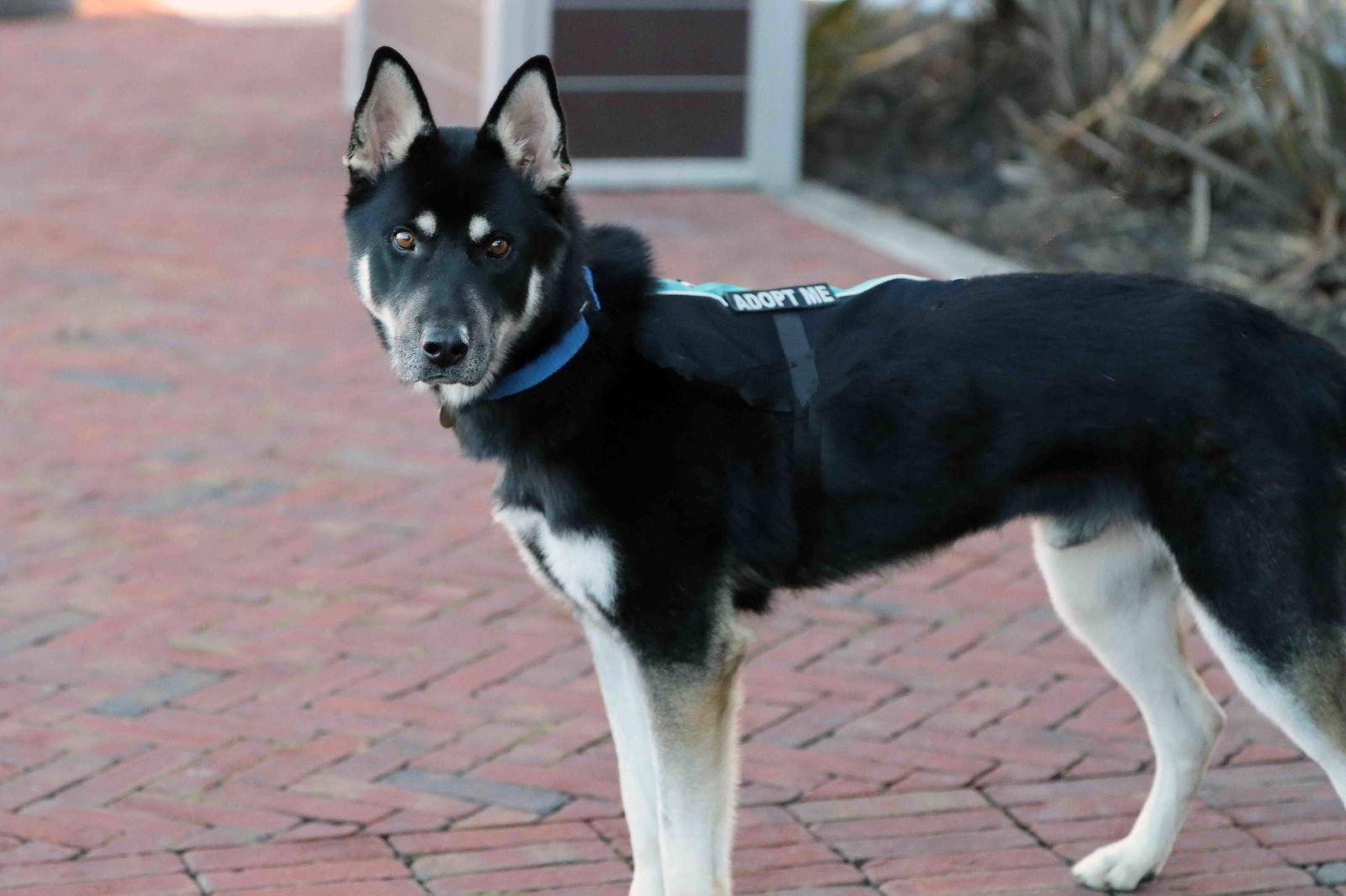 Enlarge Melo, a Adoptable mixed breed in Walnut Creek, CA image 3/3