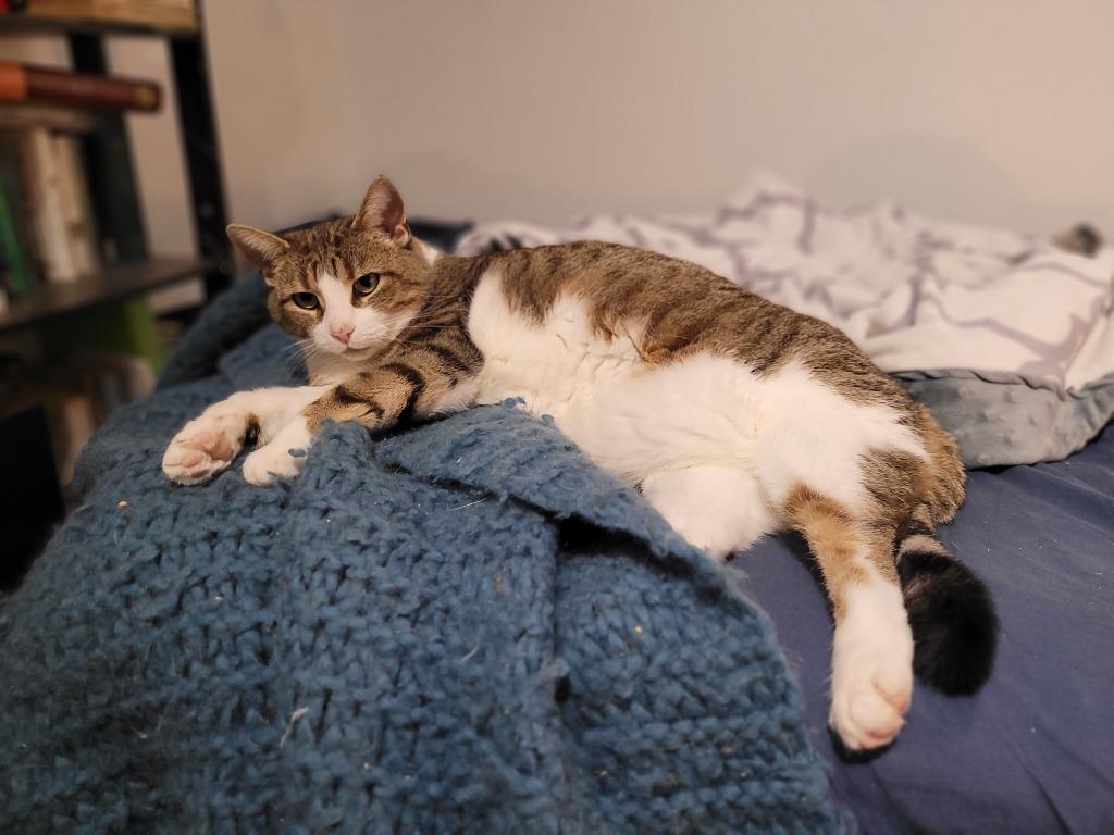 Enlarge Molly 2, a Adoptable Domestic Short Hair in Arthur, ON image 1/6