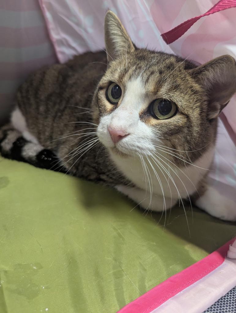 Enlarge Molly 2, a Adoptable Domestic Short Hair in Arthur, ON image 2/6