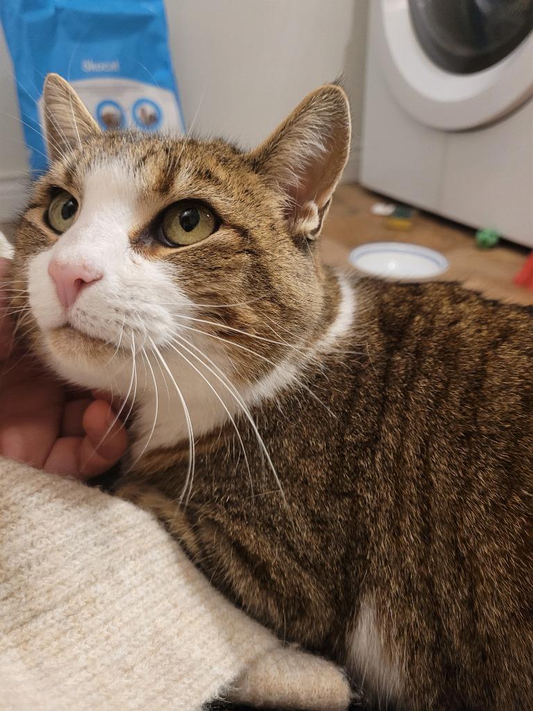 Enlarge Molly 2, a Adoptable Domestic Short Hair in Arthur, ON image 3/6