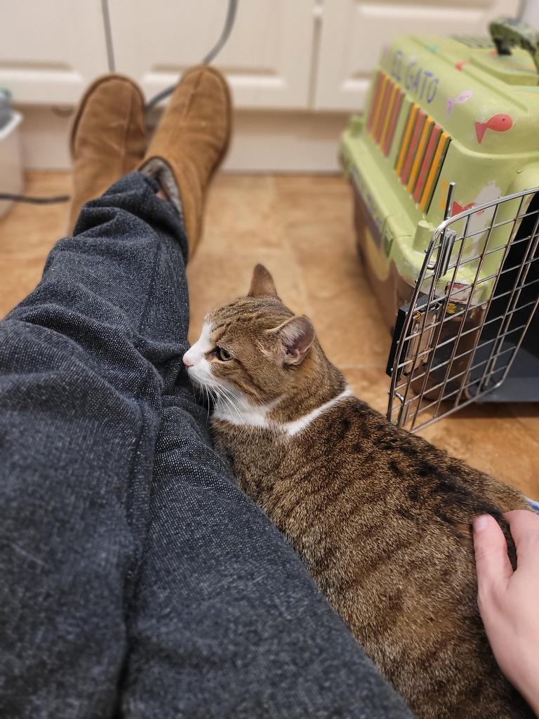 Enlarge Molly 2, a Adoptable Domestic Short Hair in Arthur, ON image 4/6