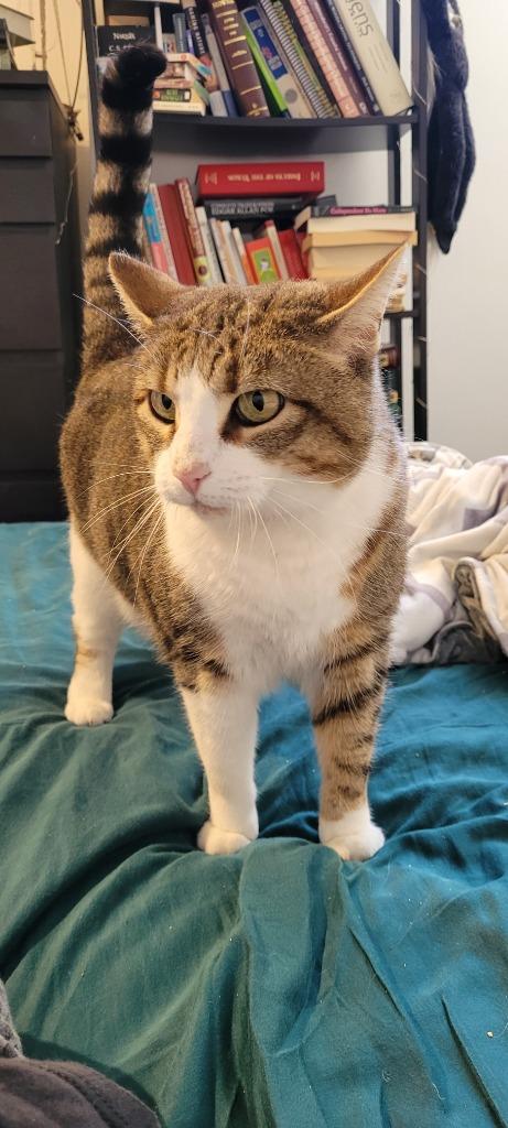 Enlarge Molly 2, a Adoptable Domestic Short Hair in Arthur, ON image 5/6