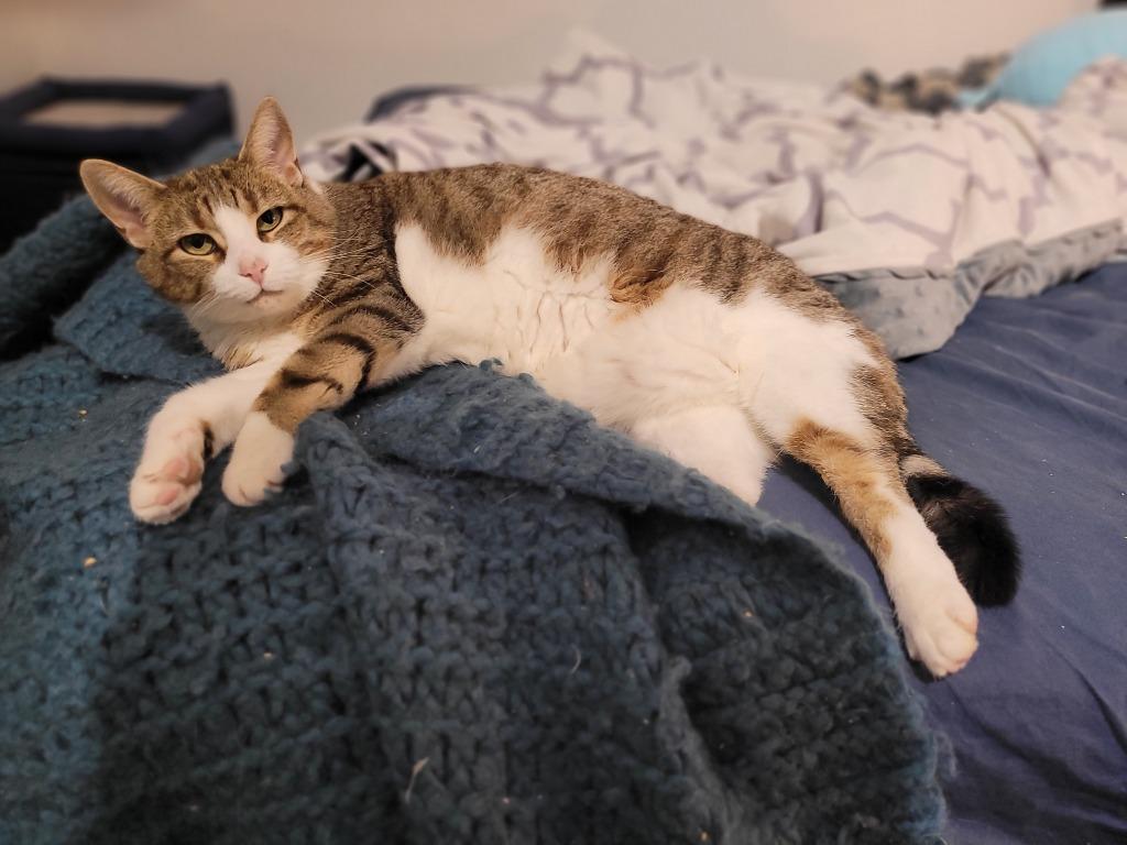 Enlarge Molly 2, a Adoptable Domestic Short Hair in Arthur, ON image 6/6